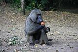 Ethiopia - Mago National Park - Baboons - 03